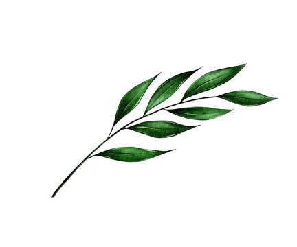 Branch with green leaves, cocculus on white background. Watercolor illustration for bouquet design, logo, decoration