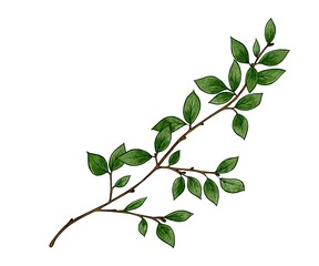 Obraz premium Branch with green leaves, cotoneaster on white background. Watercolor illustration for bouquet design, logo, decoration