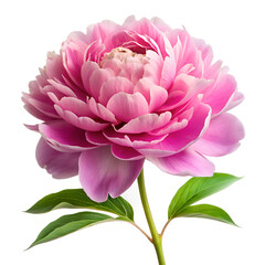 Close-Up of Pink Peony Bloom with Green Leaves on White Background
