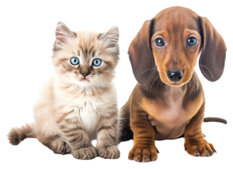 PNG  Ragdoll kitten and Dachshund aka teckel puppy dachshund animal mammal.
