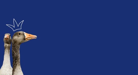 A goose with a crown. Comic fairy tale concept. Funny illustration with fragments of a picture of geese on a monochrome navy blue background. Image manipulation. Copy space