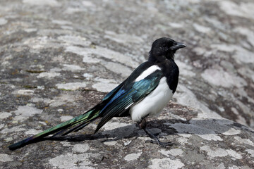 Magpie