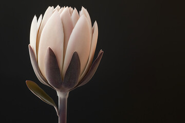 Close-Up of King Protea Flower in Minimalist Sculpture on Black Background, flowers images, flower background, flower border design, floral wallpaper, floral background for iphone, flower background
