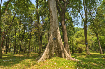 Huge Tree at Park of Reunification Palace, Ho Chi Minh City, Vietnam