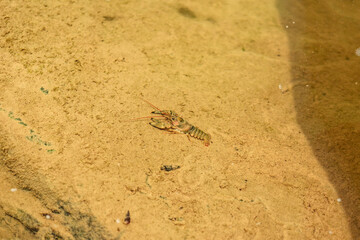 Crayfish on a rock underwater