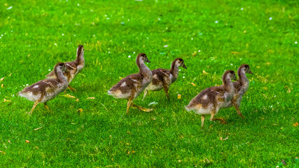 Group of goslings of egyptian goose walking on green lawn