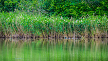 Landscape at lake with swimming drakes and green reeds in background