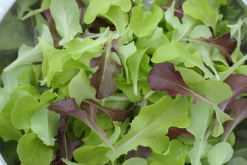Fresh Lettuce Mix