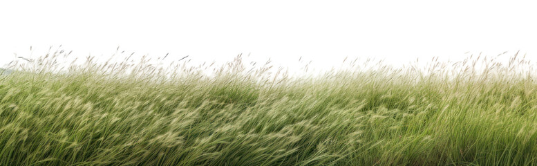 PNG  Serene grassy field landscape