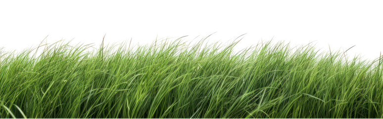 PNG  Lush green grass background