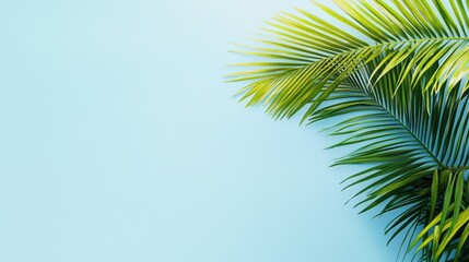 Naklejka premium Coconut tree leaf abstract with copy space background