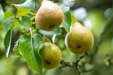 Conference pears ripening on a pear fruit tree.