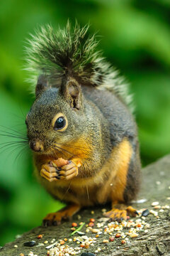 Douglas Squirrel in British Columbia 