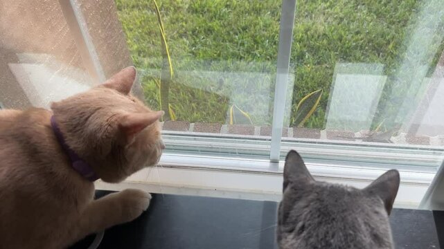 Two cats lying on a desk inside, watching a brown anole lizard on the brick ledge outside the window. 