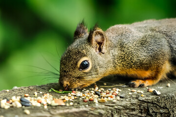 Douglas Squirrel in British Columbia 
