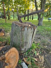 firewood in the forest