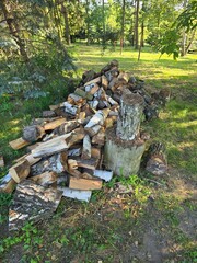 stump in the forest