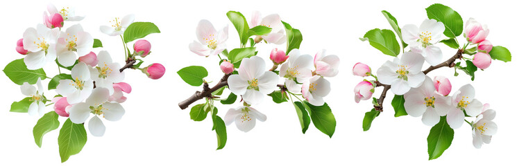 Obraz premium Apple Blossoms: Delicate and ethereal, a trio of apple blossoms, each in full bloom, showcase the beauty of spring's arrival, isolated on transparent background.