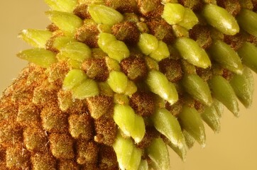 Fototapeta premium Close-up of Silver Banksia (Banksia marginata) flower spike. Native Australian plant.