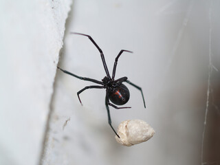 Closeup Shot Of Black Widow Spider Underside Outdoors