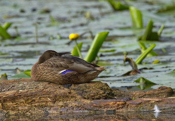 female mallard, mallard on a tree stump, sleeping duck in the background blooming pond roses