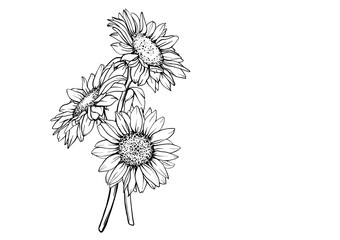 Vector Sunflower illustration. Flower arrangement drawing in line art style. Botanical sketch painted by black inks. Hand Drawn Bouquet Graphics element outline