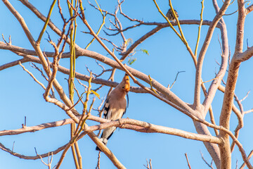 Eurasian Hoopoe, Upupa epops, on a dry tree branch.