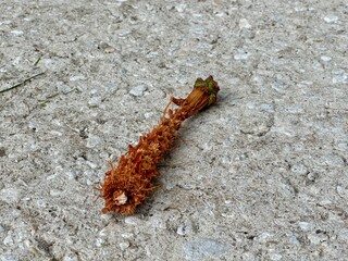 A chewed-up pinecone laying on the sidewalk in Florida
