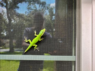 Green anole lizard on a window screen outside, mirrored reflection in Central Florida 