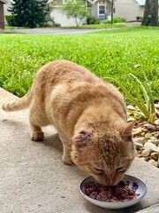 A large feral ginger cat with a hematoma on his left ear, eating a meal from on the front sidewalk...
