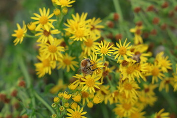 Bee pollinating yellow flowers by beach in the dunes
