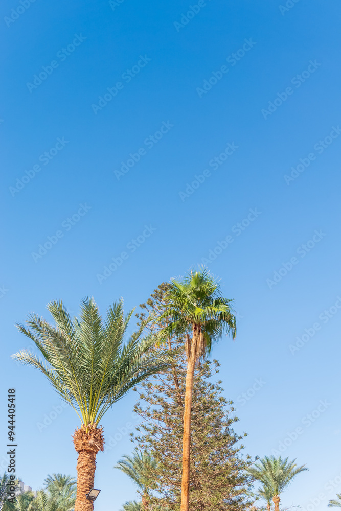 Wall mural palm tree with green leaves on blue background