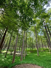The forest of trees at Croft State Park near Spartanburg, South Carolina