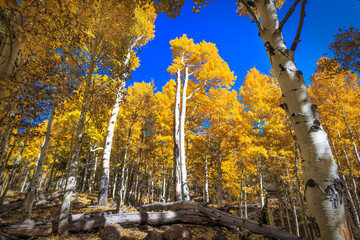 Quaking Aspens in Autum Colors Near Flagstaff Arizona