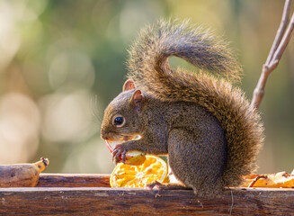 Squirrel eating fruit from a bird feeder.
