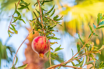 Red ripe pomegranate fruits grow on pomegranate tree in a garden, ready for harvest. Punica granatum fruit. Organic agriculture.