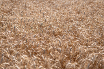 Wheat harvesting. Farm in field with grain agriculture. Farming and crop of organic food. Summer field with rye. Ripe rye in a large field waiting to be harvested. Rye harvest. Agricultural crops