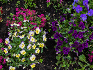 Fototapeta premium bouquet of outdoor flowers in a flowerbed in the garden: pansies