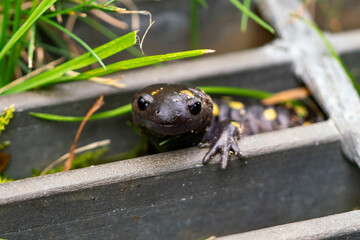 Spotted Salamander in Grass