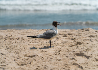 seagull on the beach in Ocean City, New Jersey. Ocean waves crashing in the background.