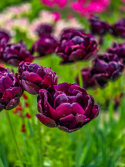 flowers in the garden