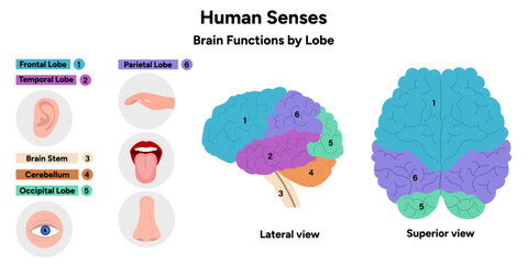 Hand drawn 5 human senses infographic. Brain functions by lobe