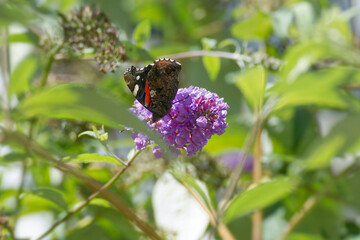 Red admiral butterfly (Vanessa Atalanta) perched on summer lilac in Zurich, Switzerland