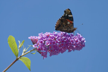 Red admiral butterfly (Vanessa Atalanta) perched on summer lilac in Zurich, Switzerland