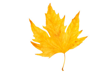 dry yellow leaf of platanus tree isolated on white