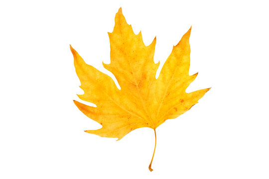 dry yellow leaf of platanus tree isolated on white