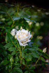 white rose in the garden