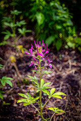flowers in the botanical garden