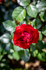 red rose in garden