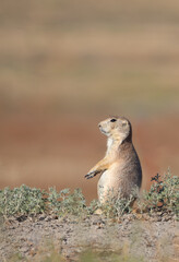 Alert Black-Tailed Prairie Dog Standing Near Its Burrow